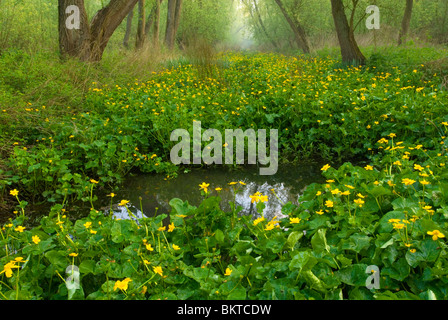 Voorjaar in Klein Profijt; Frühling in den Gezeiten Wald Klein profijt Stockfoto