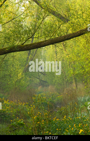 Voorjaar in Klein Profijt; Frühling in den Gezeiten Wald Klein profijt Stockfoto