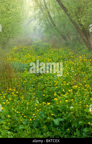 Voorjaar in Klein Profijt; Frühling in den Gezeiten Wald Klein profijt Stockfoto