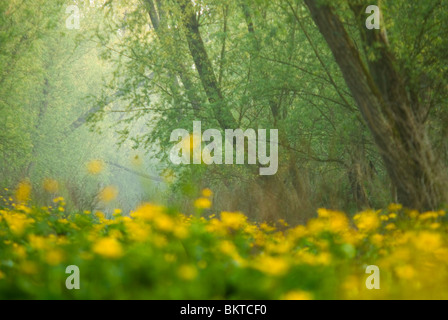 Voorjaar in Klein Profijt; Frühling in den Gezeiten Wald Klein profijt Stockfoto