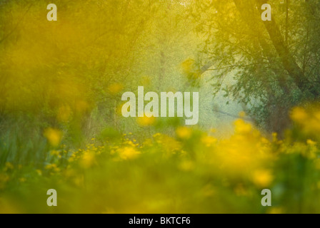 Voorjaar in Klein Profijt; Frühling in den Gezeiten Wald Klein profijt Stockfoto