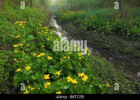 Voorjaar in Klein Profijt; Frühling in den Gezeiten Wald Klein profijt Stockfoto