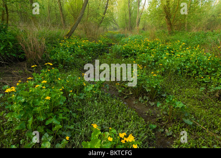 Voorjaar in Klein Profijt; Frühling in den Gezeiten Wald Klein profijt Stockfoto