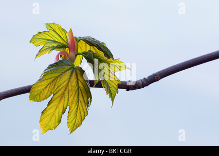 Bergahorn Acer Pseudoplatanus Blätter und Blattknospen Stockfoto