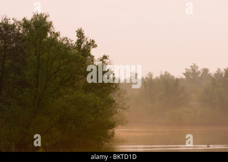 Baltsende Futen Bij Zonsopkomst in de Boomgat Nationaal Park de Biesbosch; umwerben great crested Haubentaucher im Biesbosch Nationalpark bei Sonnenaufgang; Stockfoto