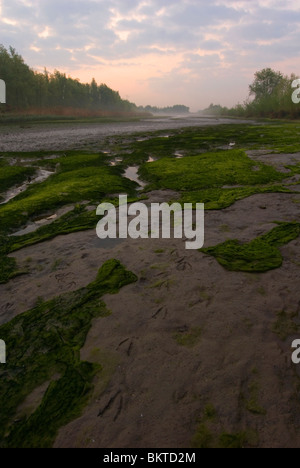 Natuurontwikkeling in Klein Profijt Voor Zonsopkomst traf Ganzensporen; Naturentwicklung in Klein Profijt vor Sonnenaufgang mit Gänse-tracks Stockfoto