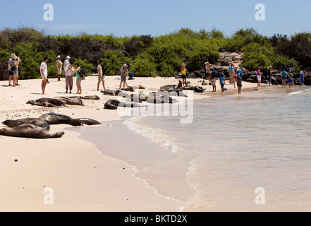 Touristen an den Seelöwen am Strand auf der Suche nach Santa Fe in den Galapagos Inseln Stockfoto