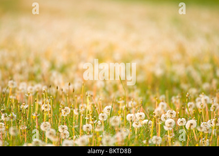 Uitgebloeide Paardenbloemen in de Brabantse Biesbosch; Bereich der Löwenzahn nach der Blüte; Stockfoto