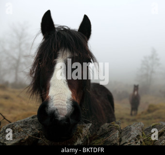 Freundliches Pferd. Die Seenplatte, Cumbria, England UK Stockfoto