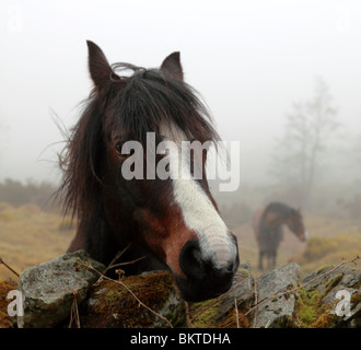 Freundliches Pferd. Die Seenplatte, Cumbria, England UK Stockfoto