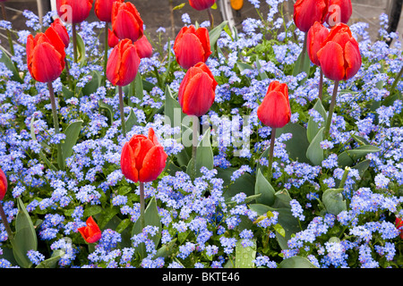 Tulpen, die inmitten von Vergissmeinnicht Stockfoto