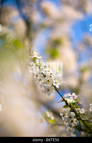 Sleedoorn; Blackthorn; Schlehe; Stockfoto