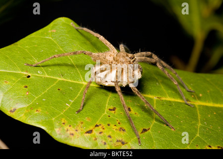 Jagd Spinne mit Ei-Sac, Maroantsetra, Madagaskar Stockfoto