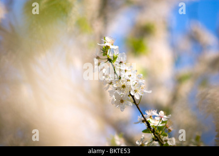 Sleedoorn; Blackthorn; Schlehe; Stockfoto