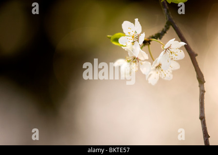 Sleedoorn; Blackthorn; Schlehe; Stockfoto