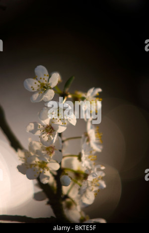 Sleedoorn; Blackthorn; Schlehe; Stockfoto