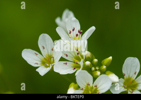 Bloei van Bittere Veldkers. Stockfoto