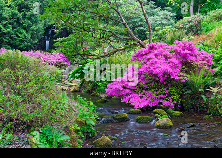 Kleiner Bach fließt durch Portlands Crystal Springs Rhododendron Garten. Stockfoto