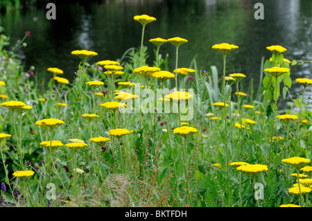 Gelbe Schafgarbe Achillea mit Wasser als Hintergrund Stockfoto