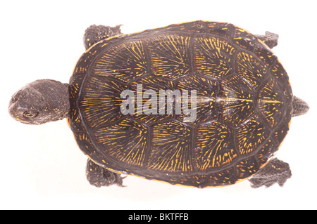 Europäische Teich Schildkröte (Emys obicularis) Dorsale Ansicht des Panzers. Korfu. Griechenland. Stockfoto