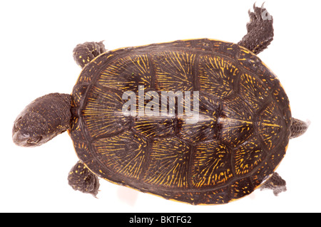 Europäische Teich Schildkröte (Emys obicularis) Dorsale Ansicht des Panzers. Korfu. Griechenland. Stockfoto