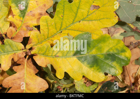 Im Herbst farbige Blätter der Stieleiche (Quercus Robur) Stockfoto