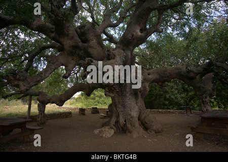 Alter Baum Stockfoto