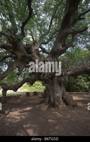 Alter Baum Stockfoto