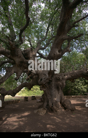 Alter Baum Stockfoto