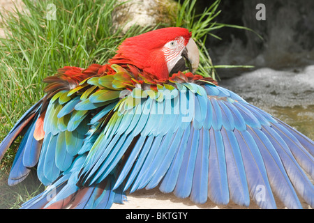 Grün-winged Aras (Ara Chloroptera). Flügel ausgestreckt, während Sonne aalen. Verteilung; E. Panama nach Nord-Argentinien. Stockfoto