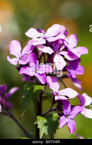 Einjähriges Silberblatt Lunaria Annua blühen im Frühjahr Stockfoto