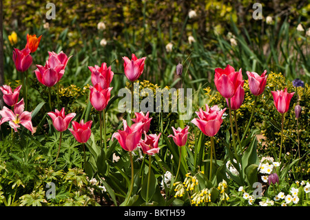 Bunten Garten Grenze in Blüte im Frühjahr Stockfoto