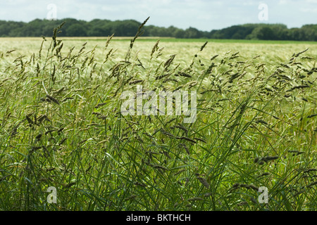 Samen Sie, Köpfe oder Rispen Cocksfoot Gras (Dactylis Glomerata), neben einem Müsli Ackerfläche Rand wächst. Norfolk. VEREINIGTES KÖNIGREICH. Stockfoto