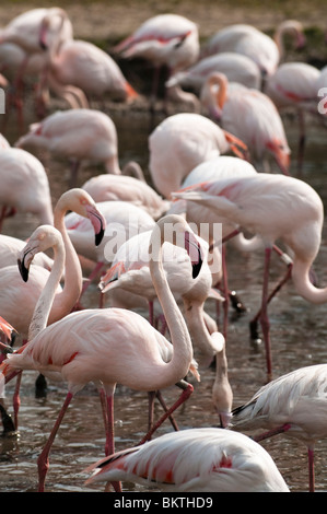 Rosaflamingos, Phoenicopterus Roseus an Slimbridge WWT in Gloucestershire Stockfoto
