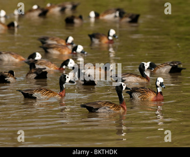 White-faced Whistling-Enten, Dendrocygna Viduata in Slimbridge WWT in Gloucestershire Stockfoto