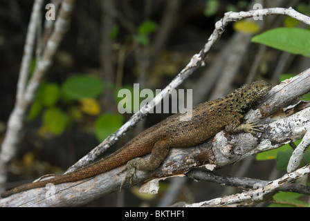 Espanola Lava Eidechse Microlophus delanonis Stockfoto