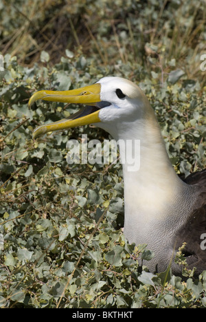 Winkte Albatross Phoebastria irrorata Stockfoto