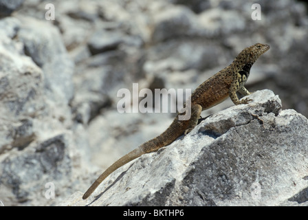 Espanola Lava Eidechse Microlophus delanonis Stockfoto