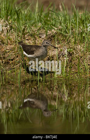 Een Amerikaanse Bosruiter Staat in Het Wasser met Een Weerspiegeling A Solitary Sandpiper stehend im Wasser mit einer Reflexion. Stockfoto