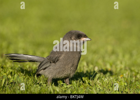 Een Juveniele Canadese Gaai Staat in Het Gras, A Juvenile grau Jay in der Wiese stehen. Stockfoto