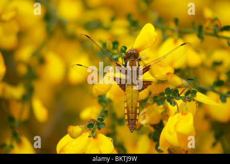 Platbuik Op Brem; breit-bodied Chaser auf gemeinsame blühenden Ginster; Stockfoto