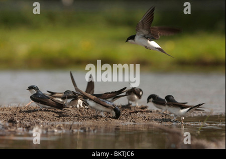 Huiszwaluwen Bij Een Modderpoeltje; Mehlschwalben sammeln Schlamm Stockfoto