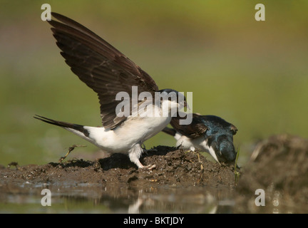 Huiszwaluwen Bij Een Modderpoeltje; Mehlschwalben sammeln Schlamm Stockfoto