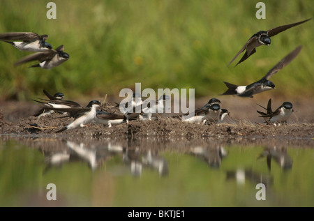 Huiszwaluwen Bij Een Modderpoeltje; Mehlschwalben sammeln Schlamm Stockfoto