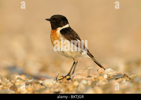 Nahrungssuche männlichen Schwarzkehlchen thront auf einem Gravelbeach auf einem zurückgeklettert im Abendlicht Stockfoto