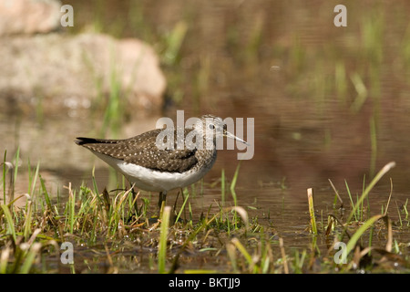 Een Amerikaanse Bosruiter Staat in Het Wasser; Ein einsamer Strandläufer stehen im Wasser. Stockfoto