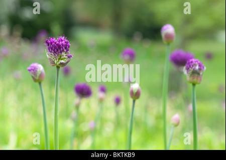 Allium Hollandicum Purple Sensation Blume Porträt Stockfoto