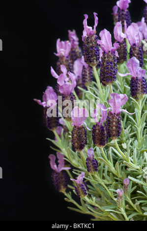 Lavandula Stoechas Anouk. Kreisförmige Lavendel Blüte Busch vor schwarzem Hintergrund Stockfoto