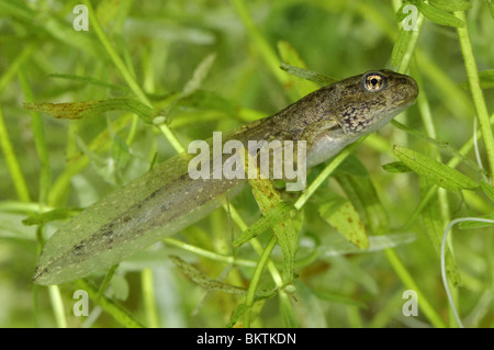 Kaulquappe mit 4 Beinen & Schweif schwimmen in einer Pfütze Stockfoto