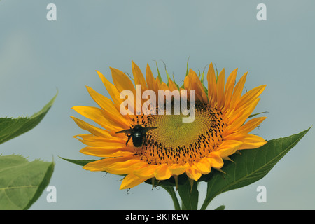 Violette Holzbiene auf eine Sonnenblume in der Provence Stockfoto